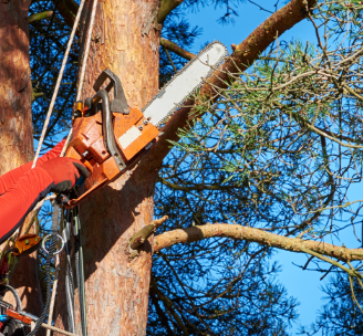 Tree Branch Trimming