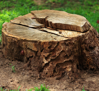 Stump Removal in Melbourne