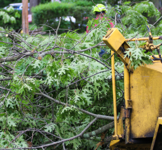 Getting a tree cut down