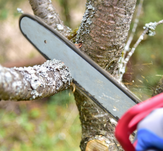 Tree pruning and tree trimming in Dandenong