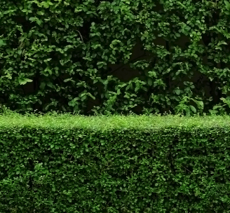 Hedge Trimming services near me