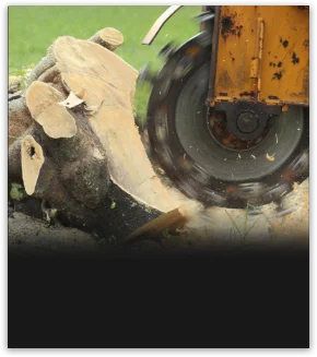 Stump Grinding in Melbourne - Image of a Stump Grinder working