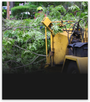 Mulching a cut down tree in Melbourne