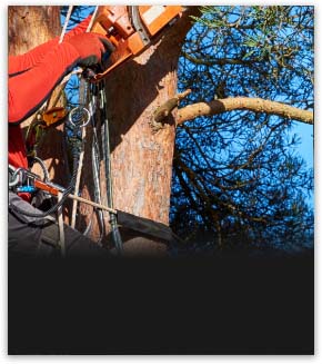 Pruning a tree