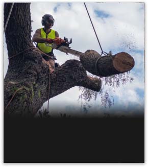 Tree Removal South East Melbourne