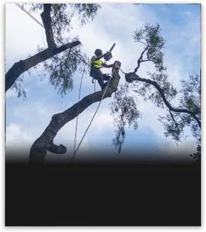 Tree Trimming using Rope Work in the south east suburbs of Melbourne